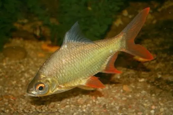 Лещевидный барбус