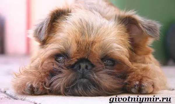 Гриффон-собака-Описание-особенности-уход-и-цена-собаки-грифон-1