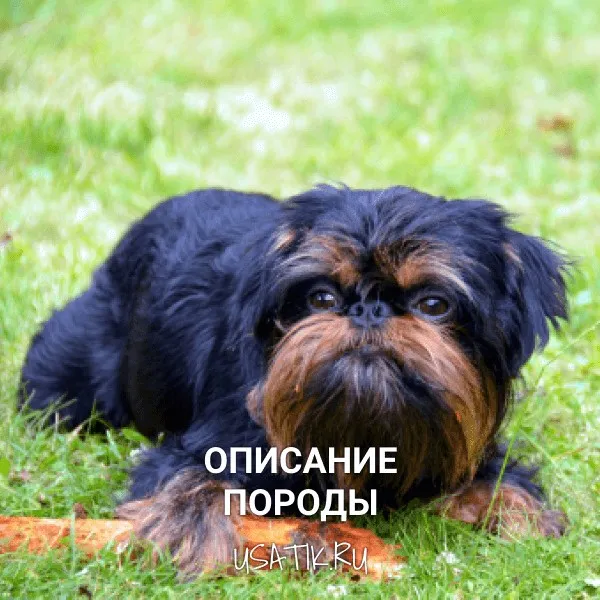 Бельский гриффон - описание породы