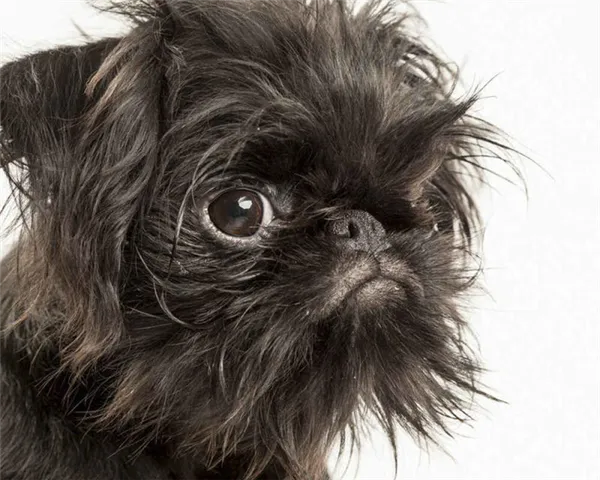 Собака Бельгийский гриффон