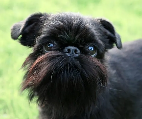 Бельгийский гриффон