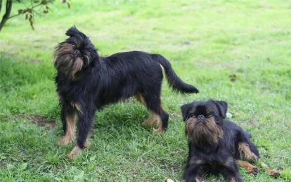 Бельгийский Гриффон