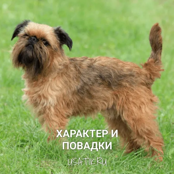 Характер и повадки бельгийских гриффонов