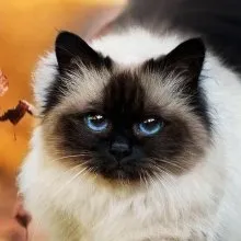 Бирманская кошка