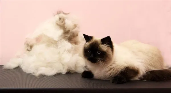 Бирманская кошка. Бирманская кошка фото. 3