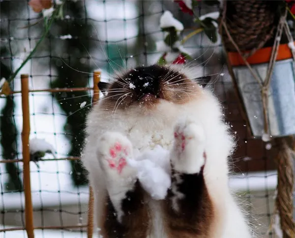 Фотография Бирманская кошка