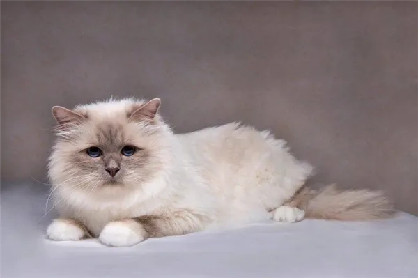 Бирманская кошка лиловый пойнт