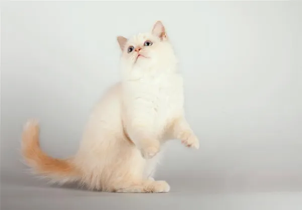 Бирманская кошка кремовый пойнт