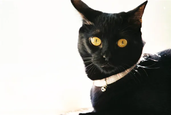 Бомбейское чудо.jpg