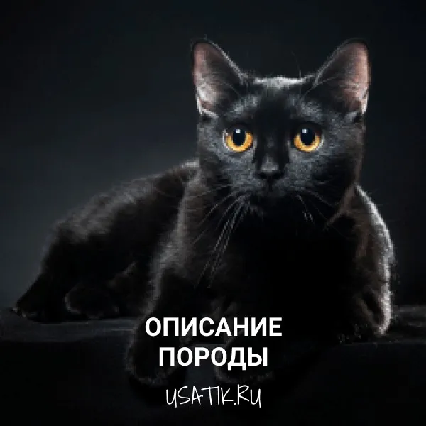 Бомбейская кошка - описание породы