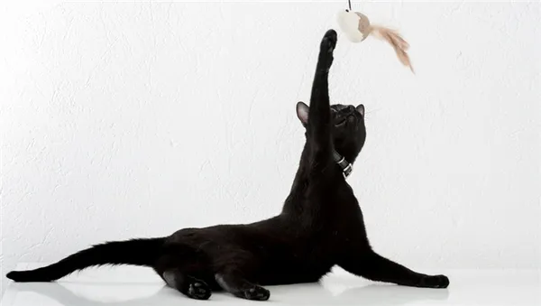 Характер бомбейской кошки