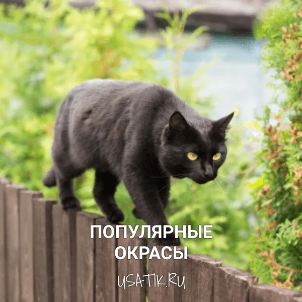 Популярные окрасы бомбейских кошек