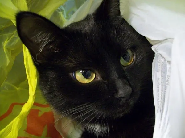 Желтые глаза