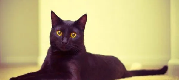 Иссиня черная кошка