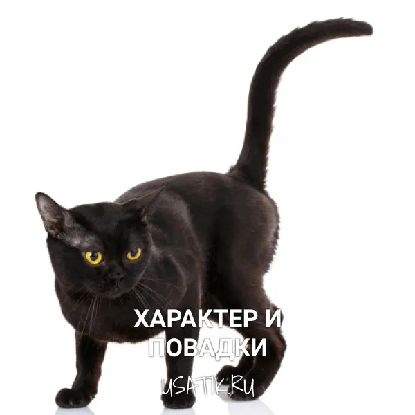 Характер и повадки бомбейских кошек