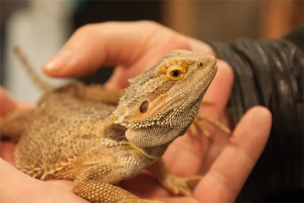 Лампа Hagen EXO TERRA Repti Glo 38Вт 105см 10.0