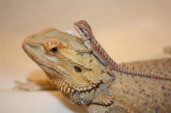 Обустройство террариума для бородатой агамы. Бородатая агама содержание. 2