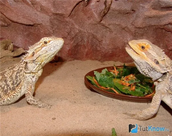 Две австралийских агамы