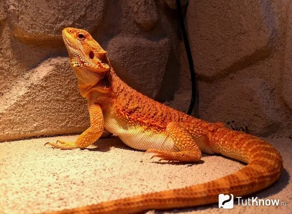 Бородатая агама в террариуме