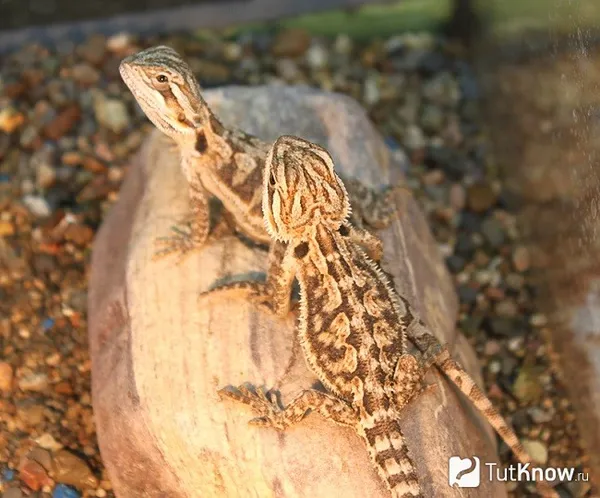 Взрослая бородатая агама