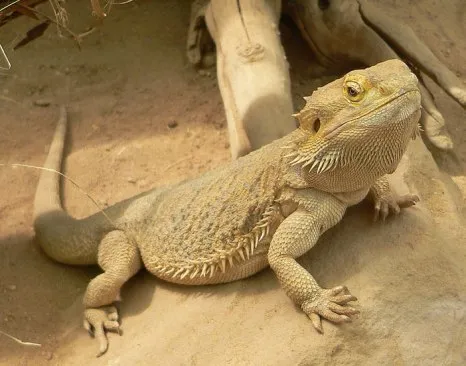 Террариум Hagen 60x45x30см