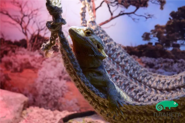 Обустройство террариума для бородатой агамы. Бородатая агама содержание. 4