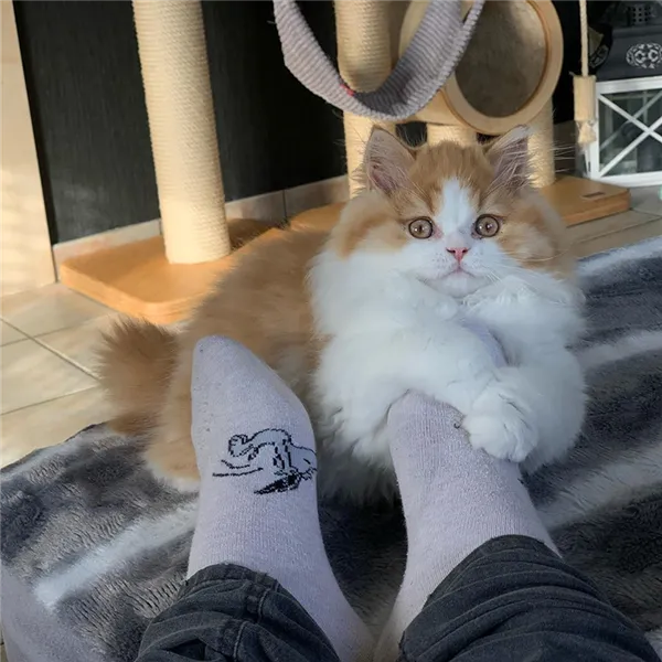 Очень милый котик длинношерстный британец