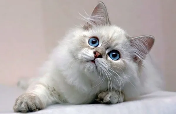 Котенок хайлендер