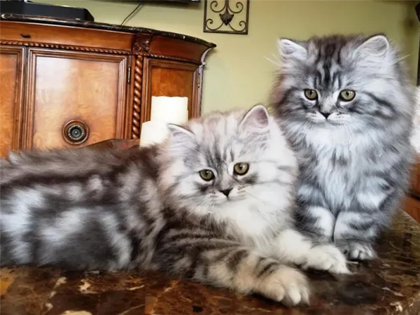 Британская длинношерстная кошка окрас табби