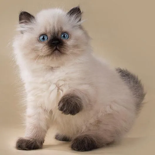 Британская длинношерстная кошка окрас колор пойнт