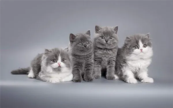 Британская длинношерстная кошка окрас биколор