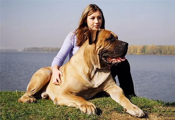 Бурбуль собака. Описание, особенности, виды, уход и цена породы бурбуль. Бурбуль собака фото. 5