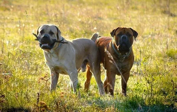 Бурбуль-собака-Описание-особенности-виды-уход-и-цена-породы-бурбуль-14