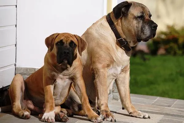 Бурбуль-собака-Описание-особенности-виды-уход-и-цена-породы-бурбуль-1