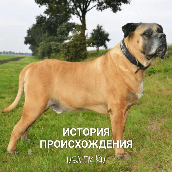 История происхождения бурбулей