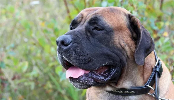 Морда собаки породы Бурбуль