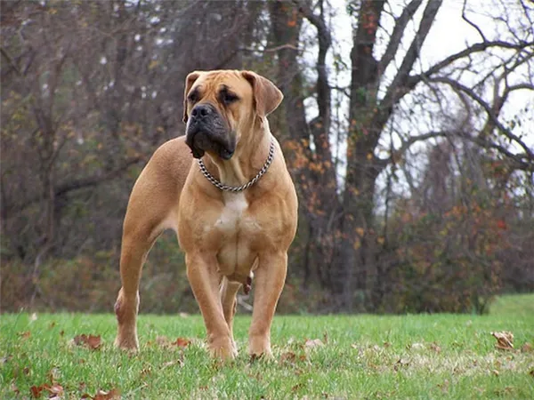Бурбуль собака. Описание, особенности, виды, уход и цена породы бурбуль. Бурбуль собака фото. 3