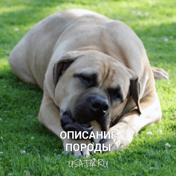 Бурбуль - описание породы