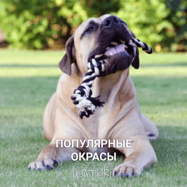 Популярные окрасы бурбулей