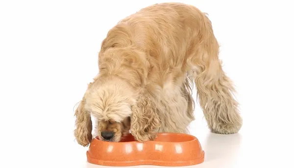 Чем кормить кокер-спаниеля. Чем кормить спаниеля. 2