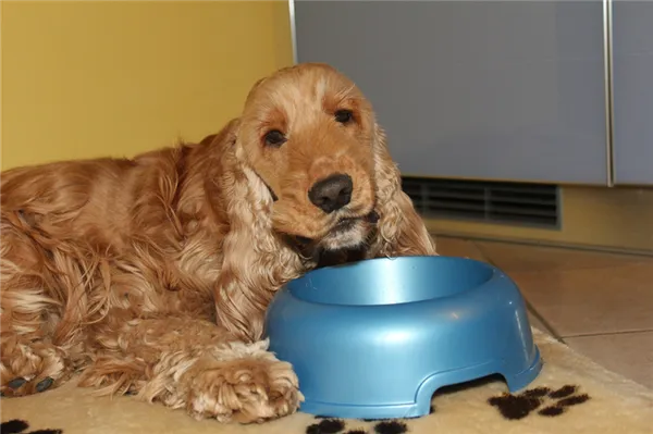 рацион спаниеля