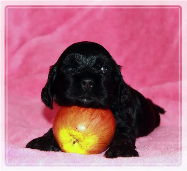 натуральное питание