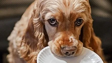 Чем кормить кокер-спаниеля? 