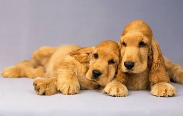 Чем кормить кокер-спаниеля. Чем кормить спаниеля. 3