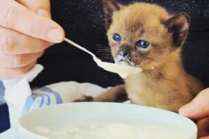 Чем кормить котенка – рацион и особенности правильного питания. Чем кормить котенка. 2