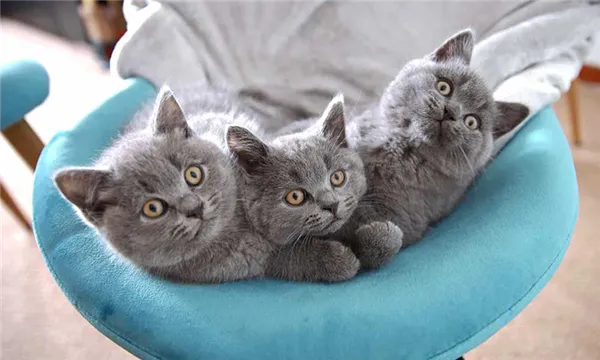 дымчатые британские котята