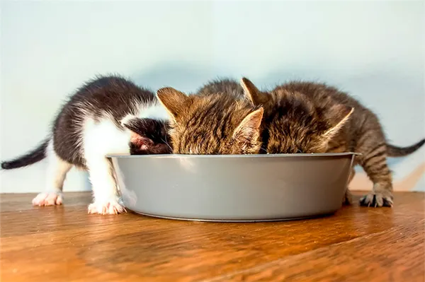 Первый прикорм котят