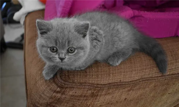 серый британский котенок