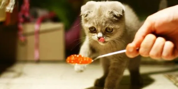 Что запрещено котенку