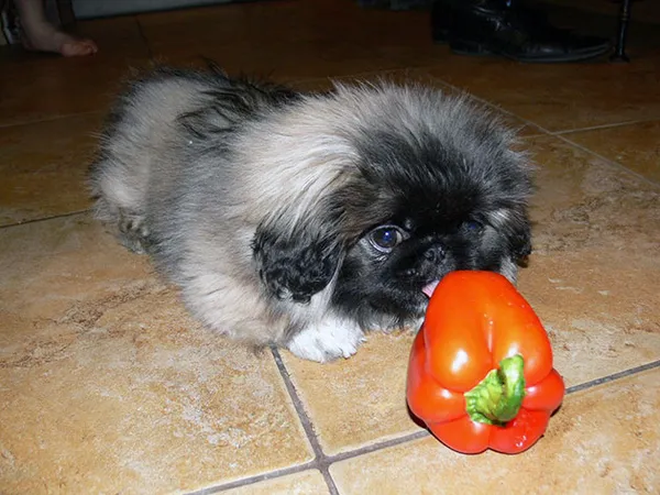 Кормить пекинеса можно как натуральной пищей, так и готовыми промышленными кормами